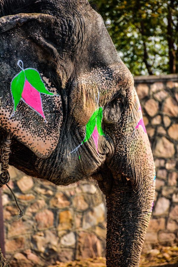 Hathi Mauja Jaipur Ngoại thất bức ảnh